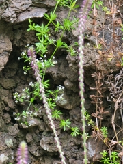 Galium productum image