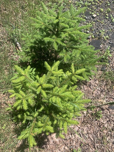 tiger-tail spruce (Picea polita)