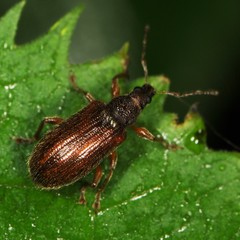 Phyllobius oblongus