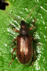 Phyllobius oblongus