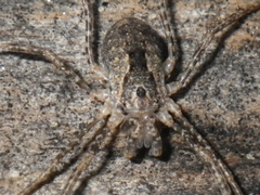 Protolophus singularis