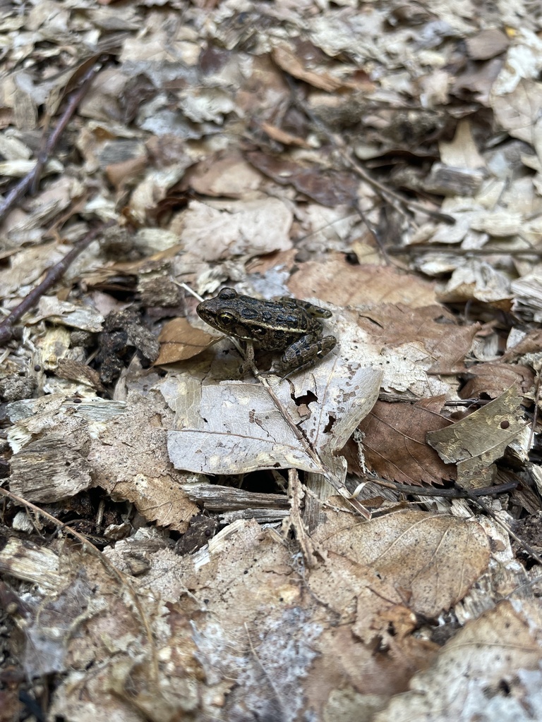 Pickerel Frog from Mill Pond Rd, Sherman, CT, US on July 26, 2023 at 05