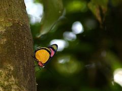 Batesia hypochlora