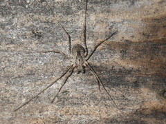 Protolophus singularis