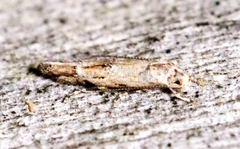Mompha solomoni