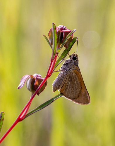 Berry's Skipper photo 4