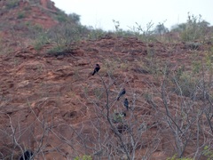 Compsothraupis loricata