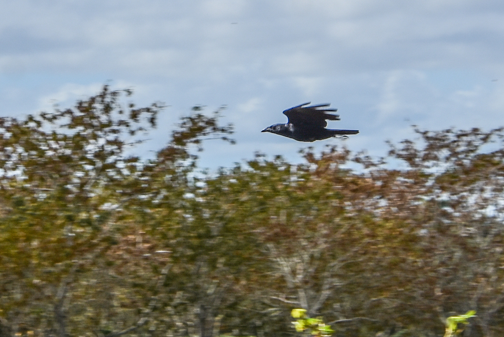 Cuban Palm Crow