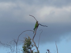 Eupsittula cactorum