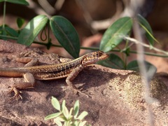Tropidurus semitaeniatus