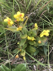Ochna barbertonensis