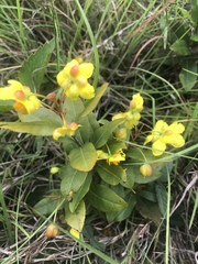 Ochna barbertonensis