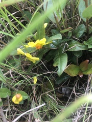 Ochna barbertonensis
