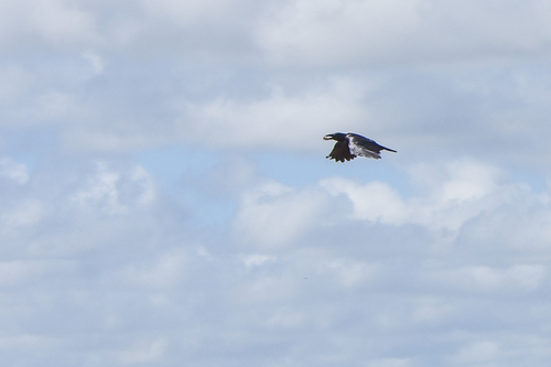 Cuban Palm Crow (Corvus minutus), photo 7