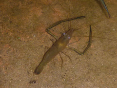 Macrobrachium bullatum