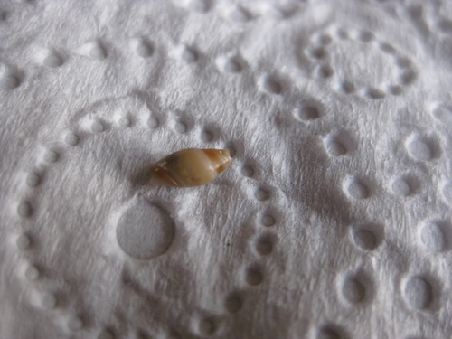 Amalda novaezelandiae