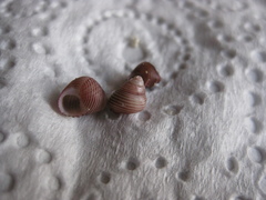 Roseaplagis rufozona