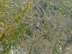 Thamnophilus doliatus capistratus