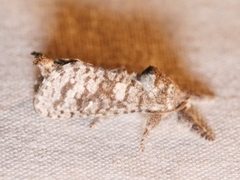 Givira francesca