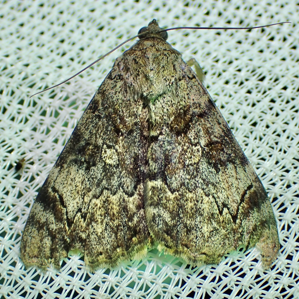 Desdemona Underwing