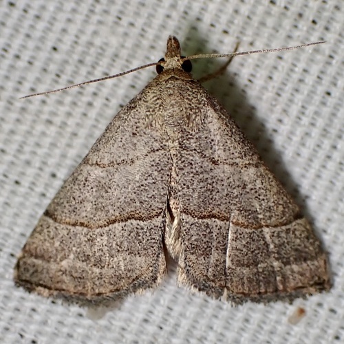 Dusty-winged Tan photo 4