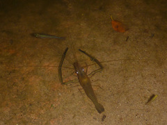 Macrobrachium bullatum