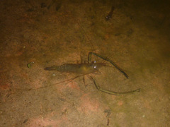 Macrobrachium bullatum