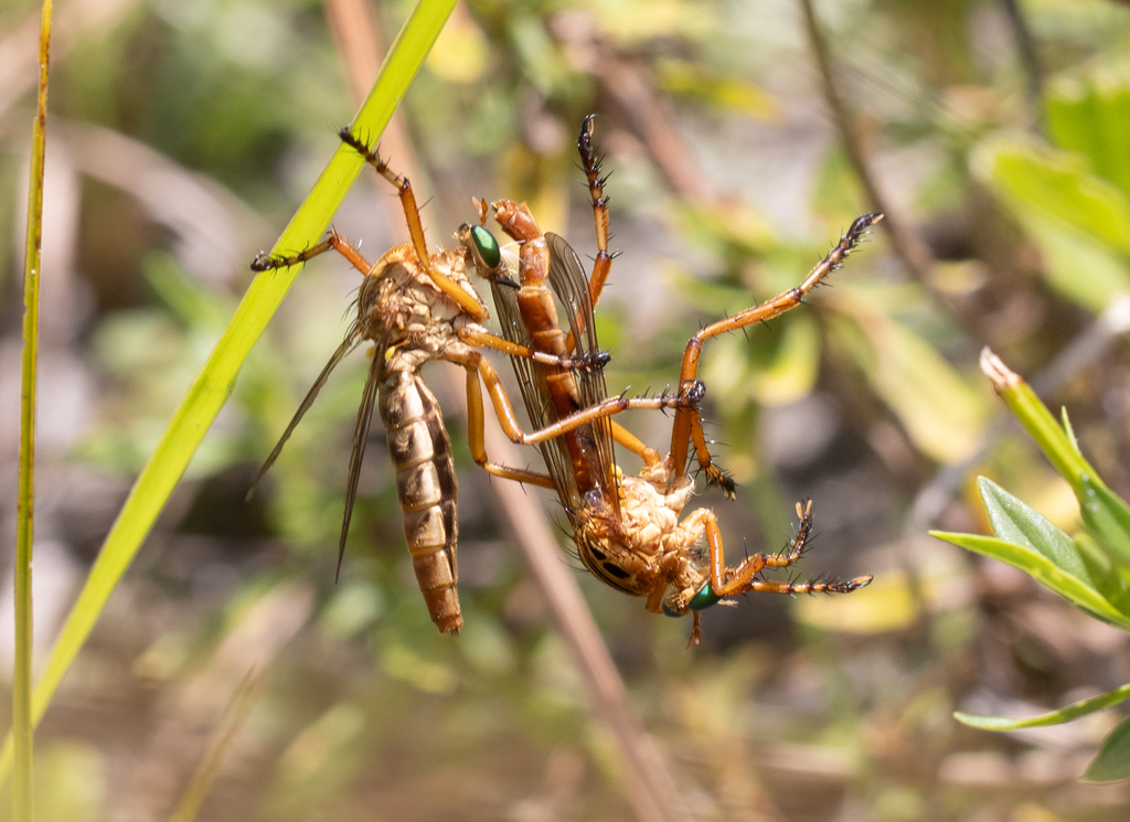 Brown-banded Hanging Thief