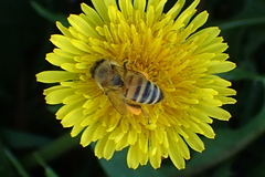 Apis mellifera