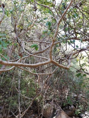 Cnidoscolus megacanthus