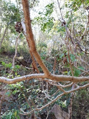 Cnidoscolus megacanthus