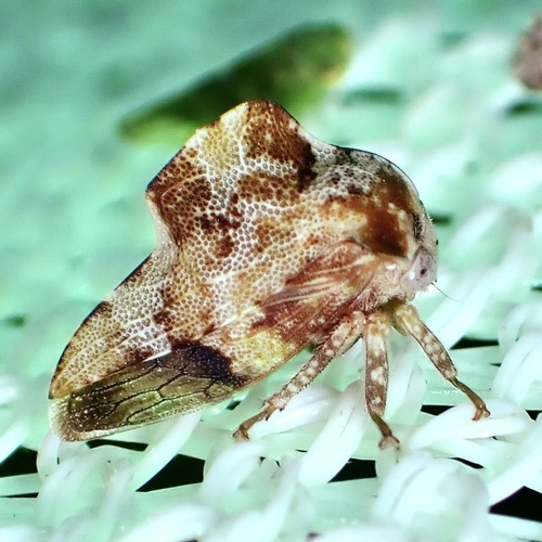 Telamonanthe pulchella