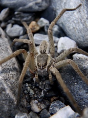Dolomedes aquaticus