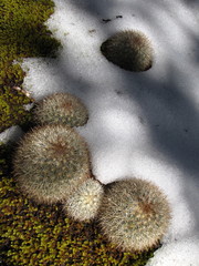 Mammillaria densispina