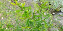 Zanthoxylum beecheyanum