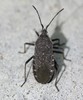 Squash Bug - Photo (c) Even Dankowicz, some rights reserved (CC BY), uploaded by Even Dankowicz