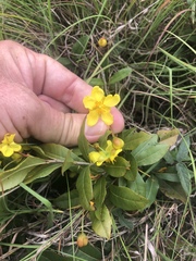 Ochna barbertonensis