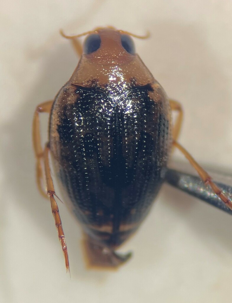 Haliplus tortilipenis