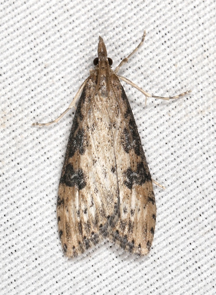 Udea turmalis
