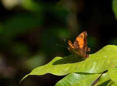 Adelpha mesentina