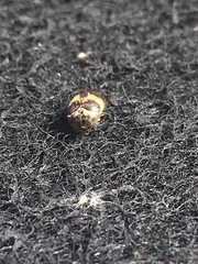 Attagenus fasciatus