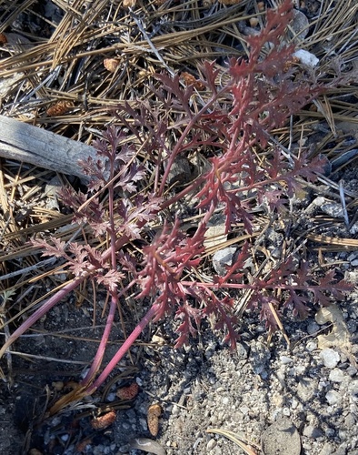 iNaturalist observation photo of Parish's umbrellawort