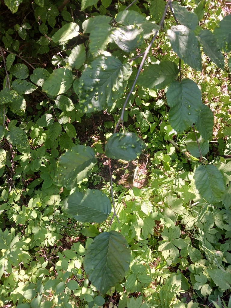 Sitka alder from umatilla county us or us on july 26 2023 at 02 48
