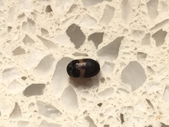 Attagenus fasciatus