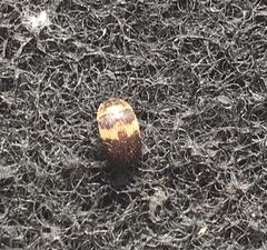 Attagenus fasciatus