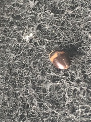 Attagenus fasciatus