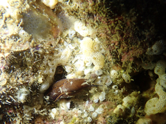 Eudistoma diaphanes