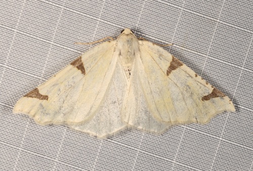Canary Thorn photo 3
