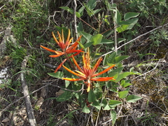Erythrina leptorhiza