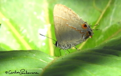 Electrostrymon hugon